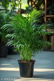 Live Areca Palm Indoor Plant